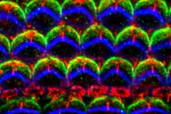 Hair cells in technicolor