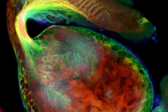 Connections between eye imaginal disc and brain of Drosophila larva