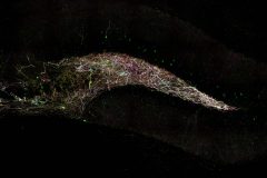 An Interneuron Brainbow