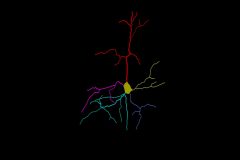 Morphology of temporal lobe pyramidal neuron
