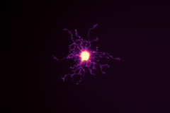 Oli--glow--dendrocyte