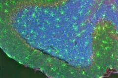 Glial cells surrounding myelin basic protein in mouse cerebellum